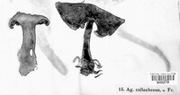 Image of Calonarius callochrous